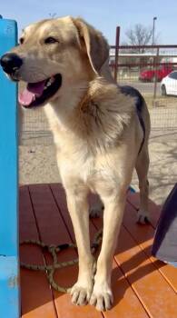 German Shepherd Dog and Golden Retriever Dogs Available for Adoption - Jack | PetCurious