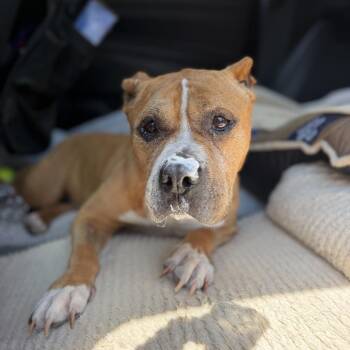 Abuelita -  Mixed Breed Dog for Adoption in Fayetteville, Arkansas - Abuelita | PetCurious