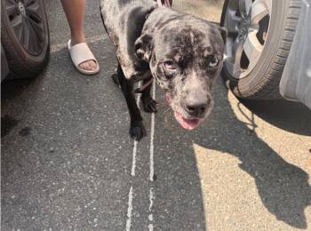 A1271460 -  Pit Bull Terrier and Mixed Breed Dog for Adoption in Charlotte, North Carolina - A1271460 | PetCurious