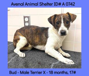 Bud -  Terrier Dog for Adoption in Avenal, California - Bud | PetCurious