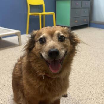 Mixed Breed Dogs Available for Adoption - Tag-A-Long | PetCurious