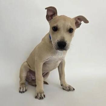 Carl Dean -  Pit Bull Terrier Dog for Adoption in Brentwood, Missouri - Carl Dean | PetCurious