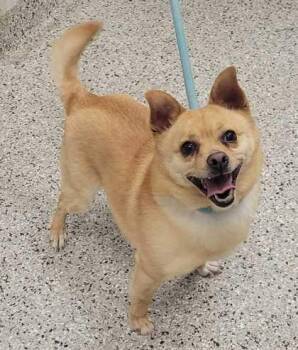 Mixed Breed Dogs Available for Adoption in Kansas City, Missouri - Keeper | PetCurious