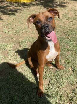 Rescue Plott Hound and Hound Dogs for Adoption in Little Rock, Arkansas - Rosie(Mia) | PetCurious