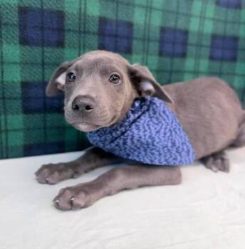 Blossom -  Pit Bull Terrier and Catahoula Leopard Dog Dog for Adoption in Sedalia, Colorado - Blossom | PetCurious