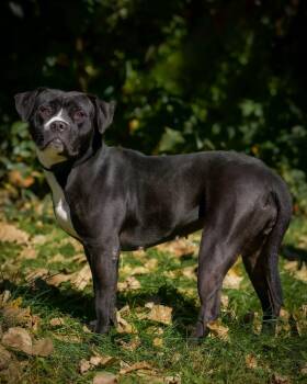 MAYHEM (0207) -  Pit Bull Terrier and American Bulldog Dog for Adoption in Bridgeport, Connecticut - MAYHEM (0207) | PetCurious