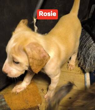 Rose -  Border Collie Dog for Adoption in Beeville, Texas - Rose | PetCurious