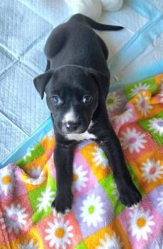Cameron -  Labrador Retriever Dog for Adoption in Berlin, New Jersey - Cameron | PetCurious