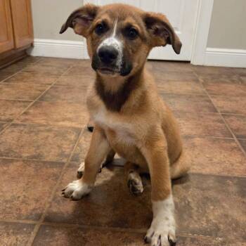Sparky -  Mixed Breed Dog for Adoption in Brownsboro, Alabama - Sparky | PetCurious