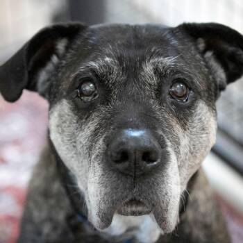 Mastiff Dogs Available for Adoption - Nelson (JA26-144) | PetCurious