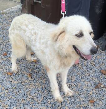BELLA D -  Great Pyrenees Dog for Adoption in Sardinia, Ohio - BELLA D | PetCurious