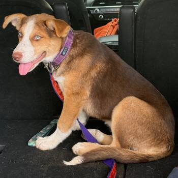 Shepherd Dogs Available for Adoption in San Antonio, Texas - Brooke | PetCurious
