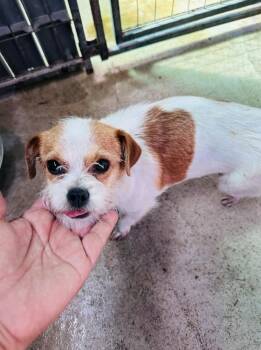 Terrier and Shih Tzu Dogs Available for Adoption in New York, New York - Petunia | PetCurious