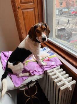 Rescue Beagle and Hound Dogs for Adoption in New York, New York - Pruitt | PetCurious