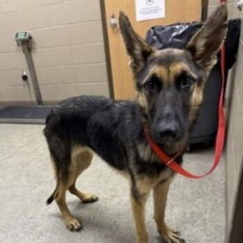 Amina (26-399) -  German Shepherd Dog Dog for Adoption in New Ringgold, Pennsylvania - Amina (26-399) | PetCurious