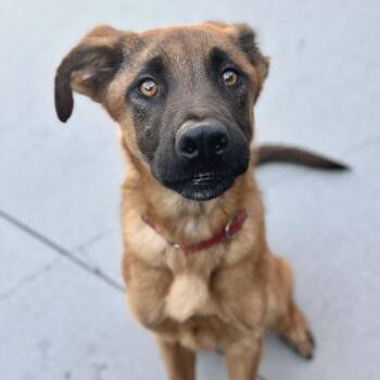 Rocket -  Shepherd and Mixed Breed Dog for Adoption in Matteson, Illinois - Rocket | PetCurious
