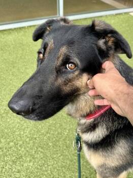 Mixed Breed Dogs Available for Adoption in Wichita, Kansas - Deku | PetCurious
