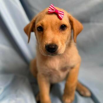 Dorotea -  Labrador Retriever Dog for Adoption in Albany, New York - Dorotea | PetCurious