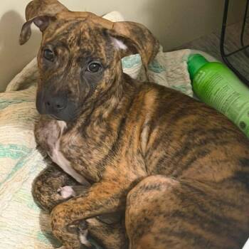 Shania -  Mixed Breed Dog for Adoption in Enterprise, Alabama - Shania | PetCurious