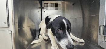 Mixed Breed Dogs Available for Adoption in Rowlett, Texas - DER KÖNIG | PetCurious