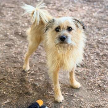 BENJI -  Terrier Dog for Adoption in Graham, Washington - BENJI | PetCurious