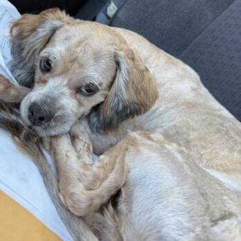 QUE -  Cocker Spaniel Dog for Adoption in Dallas, Texas - QUE | PetCurious