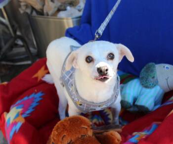 Rescue Italian Greyhound and Chihuahua Dogs for Adoption in Imperial Beach, California - Goose | PetCurious