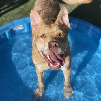 Prince Charming -  Catahoula Leopard Dog and Mixed Breed Dog for Adoption in Riverside, California - Prince Charming | PetCurious
