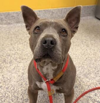 Pit Bull Terrier and Chow Chow Dogs Available for Adoption - Love | PetCurious