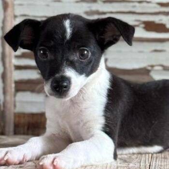 Chihuahua and Terrier Dogs Available for Adoption in Carrollton, Texas - Archer | PetCurious