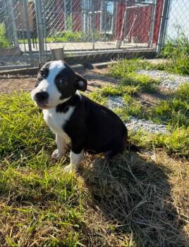 Vinita Purple collar -  Terrier Dog for Adoption in Syracuse, Indiana - Vinita Purple Collar | PetCurious