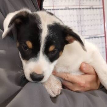 Rescue Australian Kelpie and Mixed Breed Dogs for Adoption in Lenoir, North Carolina - Grasshopper (Minor League Litter) | PetCurious