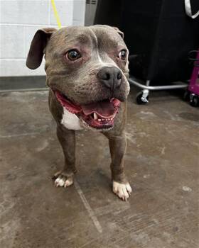 TATUM -  Mixed Breed Dog for Adoption in Dallas, Texas - TATUM | PetCurious