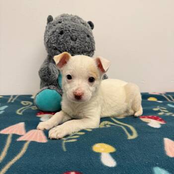 Chihuahua Dogs Available for Adoption - Twix | PetCurious