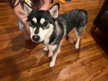 Rescue Siberian Husky and Mixed Breed Dogs for Adoption in Alamo Heights, Texas - Meeko | PetCurious