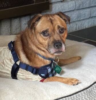 Peanut -  Chihuahua and Pug Dog for Adoption in Oxford, Michigan - Peanut | PetCurious