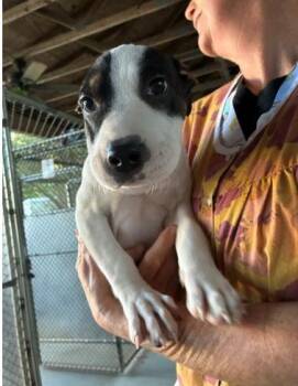 Rescue Mixed Breed Dogs for Adoption in West Chester, Pennsylvania - Geraldine | PetCurious