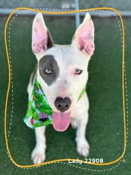 LADY -  Pit Bull Terrier Dog for Adoption in Marietta, Georgia - LADY | PetCurious