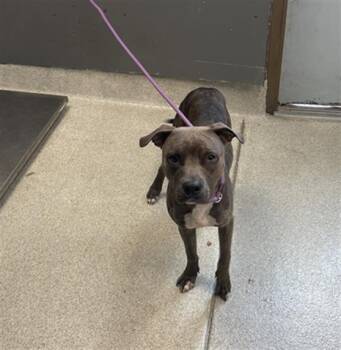 Rescue American Staffordshire Terrier Dogs for Adoption in Tallahassee, Florida - PETE | PetCurious