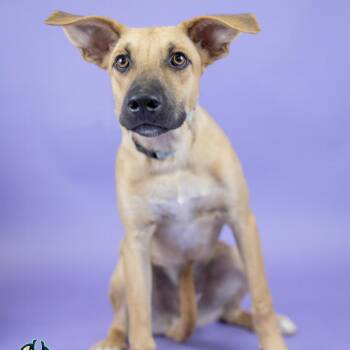 Moose -  Mixed Breed Dog for Adoption in Portland, Oregon - Moose | PetCurious