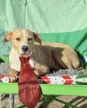 Leroy -  Collie Dog for Adoption in Manchester, Connecticut - Leroy | PetCurious