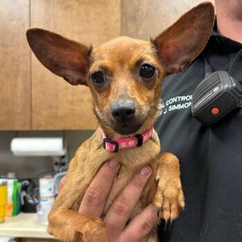 Chihuahua Dogs Available for Adoption - Tammy AKA Mercedes | PetCurious