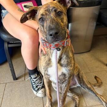 William Stray Hold 6/18 -  Mixed Breed Dog for Adoption in Huntington, West Virginia - William Stray Hold 6/18 | PetCurious