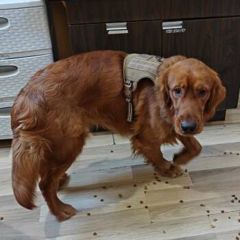 Golden Retriever Dogs Available for Adoption in New Orleans, Louisiana - Cooper | PetCurious