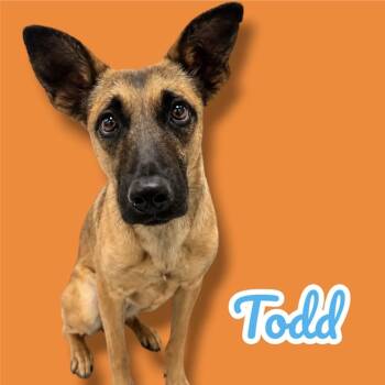 Todd -  German Shepherd Dog and Belgian Shepherd Malinois Dog for Adoption in Scottsdale, Arizona - Todd | PetCurious