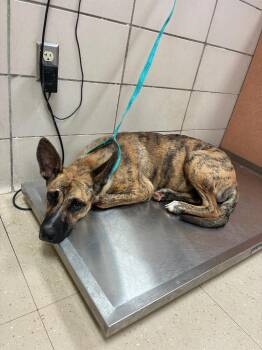 Tessa -  Mixed Breed Dog for Adoption in Bossier City, Louisiana - Tessa | PetCurious
