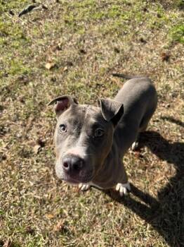 Mixed Breed Dogs Available for Adoption - Myrcella | PetCurious