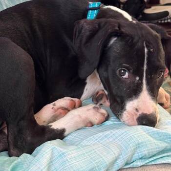 Mixed Breed Dogs Available for Adoption in Myrtle Beach, South Carolina - Meatball | PetCurious