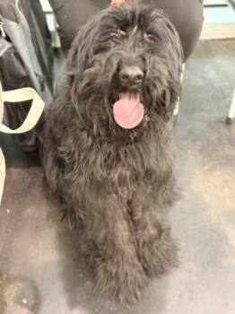 Giant Schnauzer and Mixed Breed Dogs Available for Adoption in Memphis, Tennessee - Rosey Posey | PetCurious
