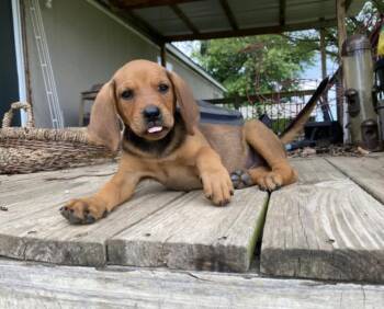 Black And Tan Coonhound Dogs Available for Adoption in Tulsa, Oklahoma - Shakshuka | PetCurious